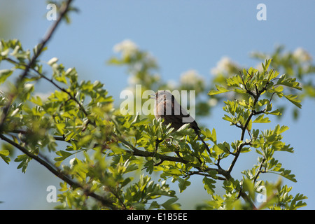 Hedge Sparrow Heckenbraunelle Prunella Modularis Song Vögel Songwriterin irischer UK europäischen Hecke Vögel Gartenvögel Weißdorn weiße Dorn Stockfoto