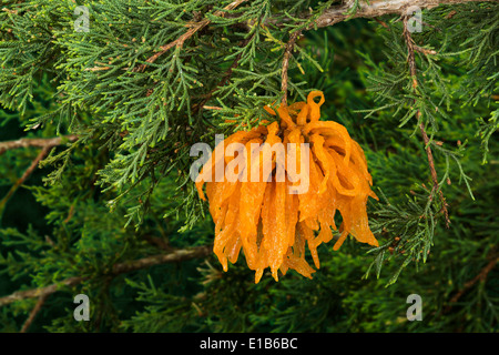 Gymnosporangium Juniperi-Virginianae ist eine Pflanze, die Zeder – Apple Rost verursacht. In praktisch jedem Ort, wo Äpfel oder Obst (Malus) und östlichen Rot-Zeder (Juniperus Virginiana) koexistieren, kann Zeder Apple Rost eine destruktive oder entstellende Krankheit auf die Äpfel und die Zedern Stockfoto