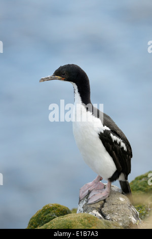 Auckland Insel Shag (Leucocarbo Colensoi) stehen auf Felsen. Stockfoto