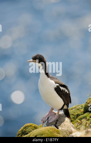 Auckland Insel Shag (Leucocarbo Colensoi) stehen auf Felsen. Stockfoto