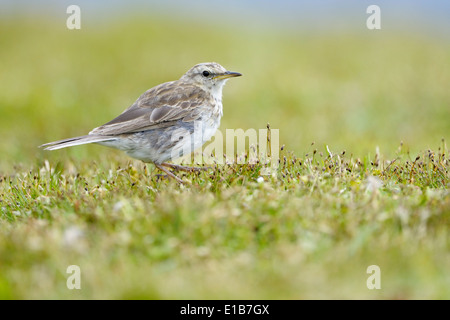 Australasian Pieper (Anthus Novaeseelandiae) in der Wiese Stockfoto