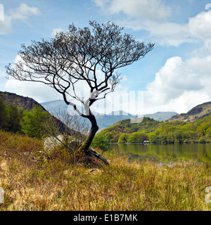 Baum am Rande des Llyn Dinas ein See in Nantgwynant Tal Snowdonia National Park Gwynedd North Wales Großbritannien, späten Frühjahr. Stockfoto