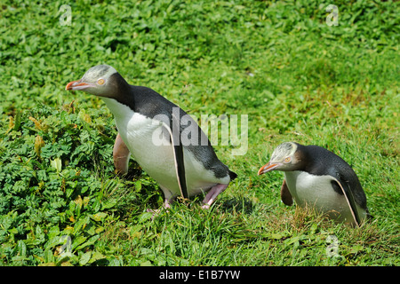 Zwei Yellow-eyed Pinguine (Megadyptes Antipodes) zu Fuß durch Rasen. Stockfoto