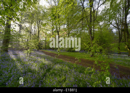 Weedonhill Woods in der Nähe von Amersham entlang der vorgeschlagenen HS2-Bahnstrecke.  24. April 2014 Stockfoto