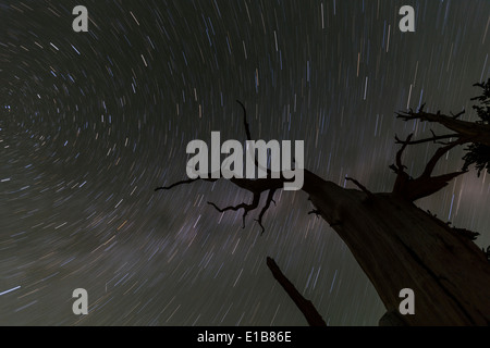 Himmel Sterne Nachtloipe mit toter Baum in der kalifornischen Sierra Nevada Bergen. Stockfoto