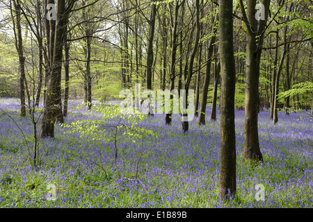 Weedonhill Woods in der Nähe von Amersham entlang der vorgeschlagenen HS2-Bahnstrecke.  24. April 2014 Stockfoto