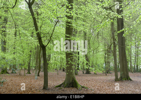 Sibley Niederwald in der Nähe von Great Missenden entlang der vorgeschlagenen HS2-Bahnstrecke.  24. April 2014 Stockfoto