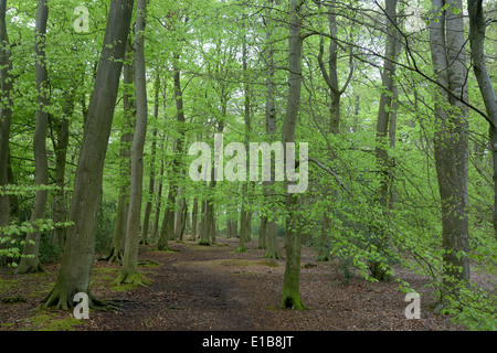 Sibley Niederwald in der Nähe von Great Missenden entlang der vorgeschlagenen HS2-Bahnstrecke.  24. April 2014 Stockfoto