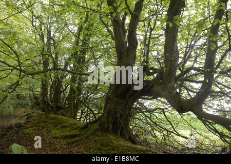 Sibley Niederwald in der Nähe von Great Missenden entlang der vorgeschlagenen HS2-Bahnstrecke.  24. April 2014 Stockfoto