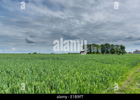 Pflanzen in Feld Budworth, in der Nähe von Northwich, Cheshire. Südlich von Warrington Stockfoto