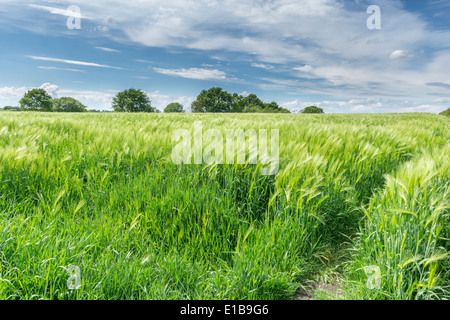 Pflanzen in Feld Budworth, in der Nähe von Northwich, Cheshire. Südlich von Warrington Stockfoto