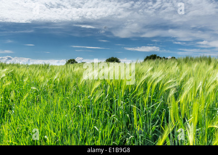 Pflanzen in Feld Budworth, in der Nähe von Northwich, Cheshire. Südlich von Warrington Stockfoto