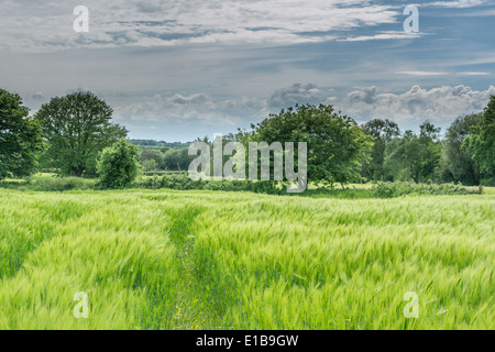 Pflanzen in Feld Budworth, in der Nähe von Northwich, Cheshire. Südlich von Warrington Stockfoto
