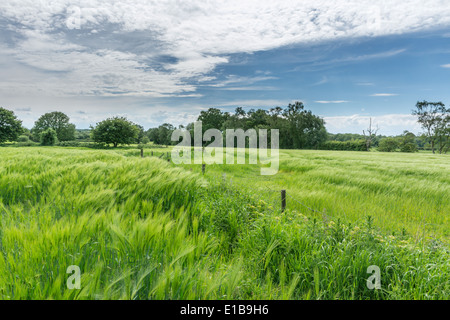 Pflanzen in Feld Budworth, in der Nähe von Northwich, Cheshire. Südlich von Warrington Stockfoto
