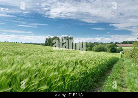 Pflanzen in Feld Budworth, in der Nähe von Northwich, Cheshire. Südlich von Warrington Stockfoto