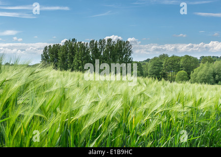 Pflanzen in Feld Budworth, in der Nähe von Northwich, Cheshire. Südlich von Warrington Stockfoto
