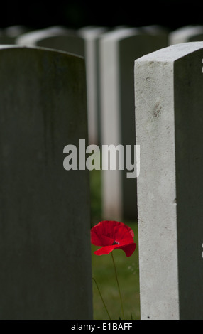 Einsamer Mohn unter Grabsteine in Etaples Militärfriedhof, größten britischen Soldatenfriedhof in Frankreich, Gräber 11.557 Stockfoto