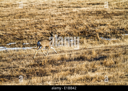 Maultierhirsch (Odocoileus Hemionus) laufen auf Wiese, Kananaskis, Alberta Stockfoto