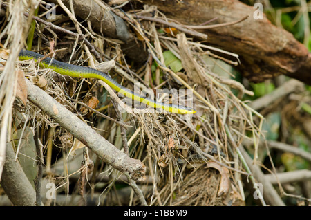 Australien, Queensland, Daintree. Daintree Nationalpark, Daintree River. Gemeinsamen Baumschlange (WILD: Dendrelaphis Punctulata). Stockfoto