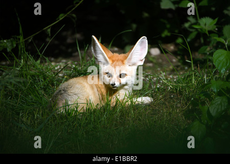 Fennek, Wüstenfuchs, Vulpes Zerda, Windhund, Fennec fox, Fennec, Tier, Stockfoto