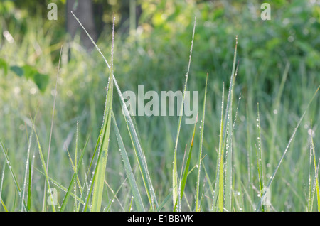 Closeup, frische Frühlingsluft Grashalme Stockfoto