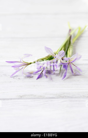 frische Iris auf einem weißen Hintergrund, Blumen Stockfoto