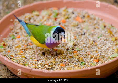 Australien, Queensland, Port Douglas. Tierwelt Lebensraum Zoo. Prachtfinkenart Finch, schwarz-vorangegangene Phase. Stockfoto