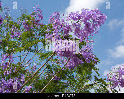 Schuss von einem Blue Jacaranda-Baum in Blüte vor blauem Himmel in der Nähe Stockfoto