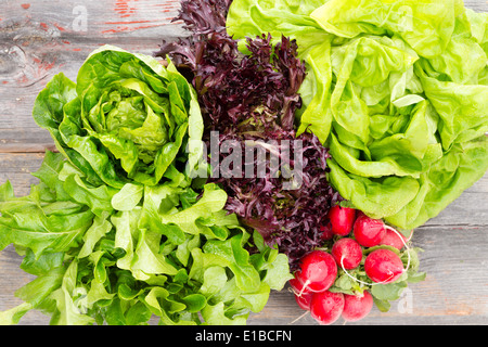 Draufsicht der sortierten grünen frische Salatköpfe mit ein paar knackigen roten Radieschen auf alten rustikalen Holzbretter ich angeordnet Stockfoto