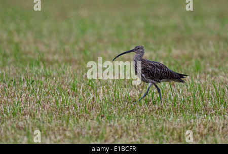 -Brachvogel Numenius Arquata auf Grünland In Rain, Frühling. Stockfoto