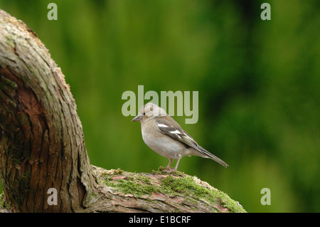 Buchfink auf Ast Stockfoto