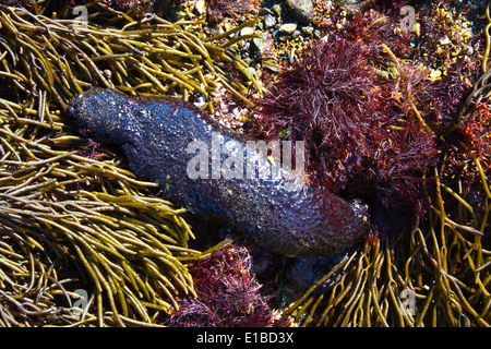 Schwarze Seegurke oder Baumwolle-Spinner (Holothuria Forskali) in ein Gezeitenbecken. Laredo, Kantabrien, Spanien, Europa. Stockfoto