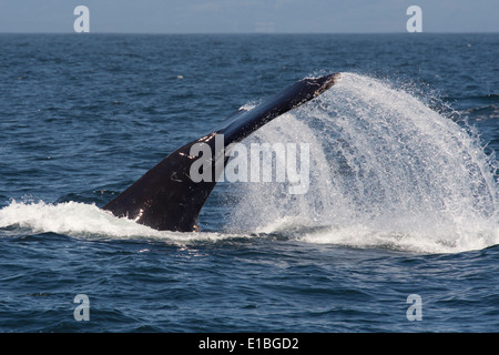 Buckelwal (Impressionen Novaeangliae) Lob-Tailing. Monterey, Kalifornien, Pacific Ocean. Stockfoto