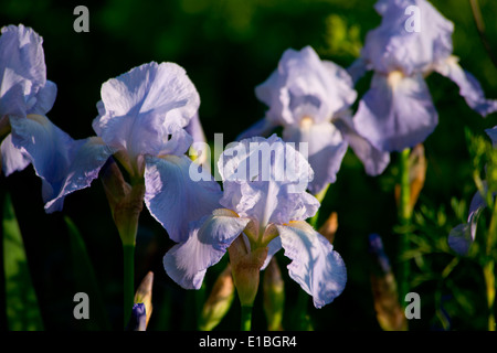 Eine Nahaufnahme von Iris 'Jane Philips' in der Extneding-Raum-Garten bei der RHS Chelsea Flower Show, London, UK Stockfoto