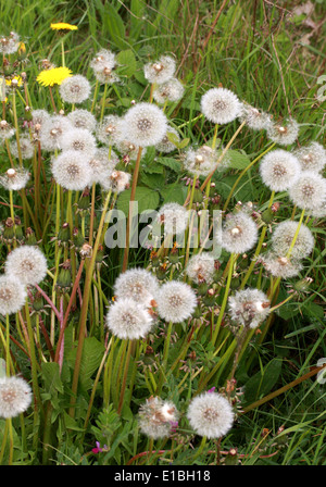 Löwenzahn Samenköpfe, Taraxacum Officinale Sekte Vulgaria, Asteraceae. Stockfoto