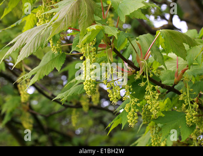 Ahorn Baum Blumen, Acer Pseudoplatanus, Aceraceae (Sapindaceae). Stockfoto