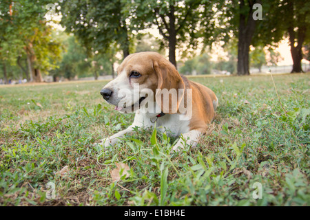 süße Beagle-Hund liegend auf dem Rasen im park Stockfoto