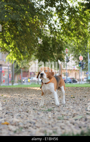 süße Beagle Hund posiert im Park am Sommer Spaziergang Stockfoto