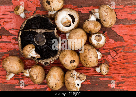 Frische ungekochte Portobello und braune Agaricus Champignons liegen bereit, in einer herzhaften Kochrezept auf trashigen Holzbrett verwendet werden Stockfoto