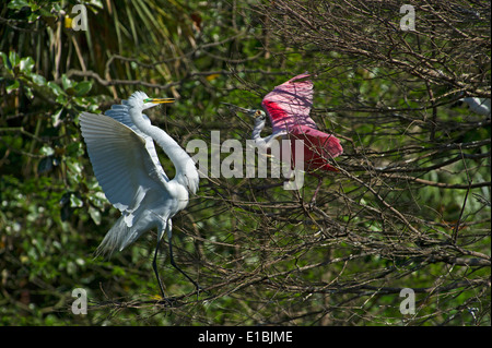 Rosige Löffler-Platalea Ajaja Streitereien mit großen Reiher Egretta Alba Florida Stockfoto