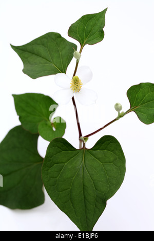 Houttuynia Cordata Fisch Kraut mit Blume, dokudami Stockfoto