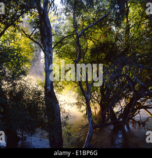 Am frühen Morgennebel steigt aus Fluss Stockfoto