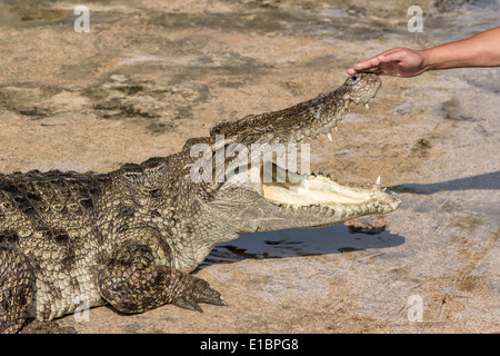 Krokodil im Zoo Thailand Stockfoto