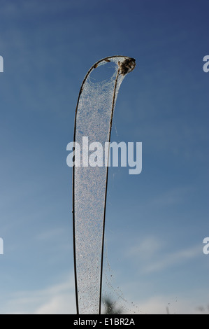 Tautropfen auf einem Spinnennetz in der frühen Herbstmorgen am Himmelshintergrund Stockfoto