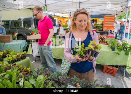 Frau shopping für Vorspeise Salat Pflanzen am Bauernmarkt, Vancouver, Britisch-Kolumbien, Kanada Stockfoto