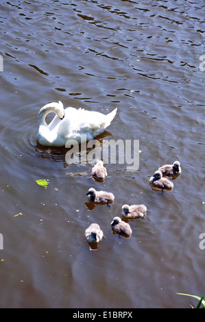 Swan und Cygnets entlang dem Fluß Avon, Stratford-Upon-Avon, Warwickshire, England, UK, Westeuropa. Stockfoto