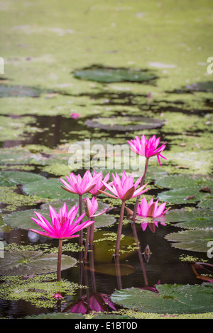 Rosa Seerose im Grünpflanze pool Stockfoto