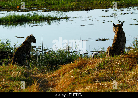 Afrikanischen Leoparden neben der Wasserstelle, einer der big five Stockfoto