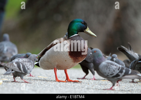 zahme männliche Stockente unter Tauben auf Allee im park Stockfoto