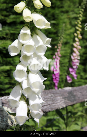 Englische Frühling Fingerhut Blumen in Sussex Hecke England Stockfoto